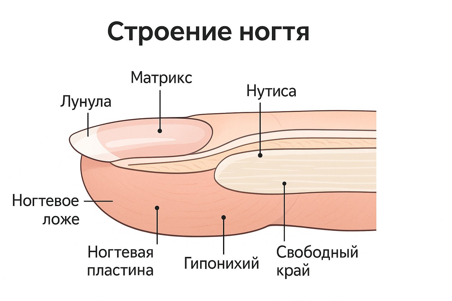 Ногтевая пластина